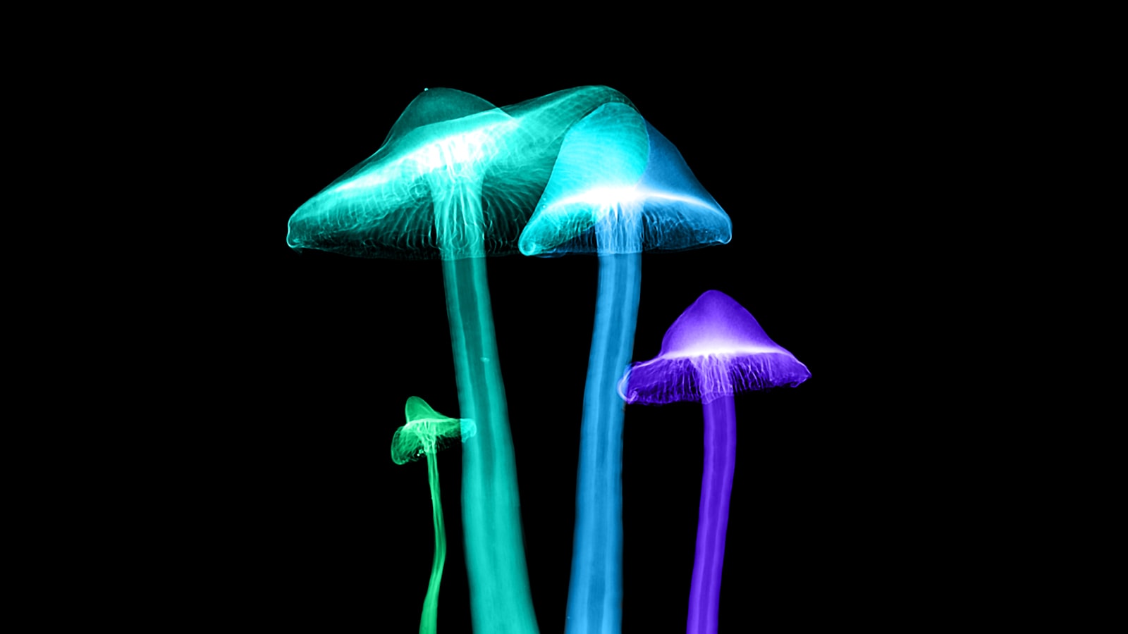 The Publics Growing Distrust of AI: A Wake-Up Call for the Industry - Scott Dylan