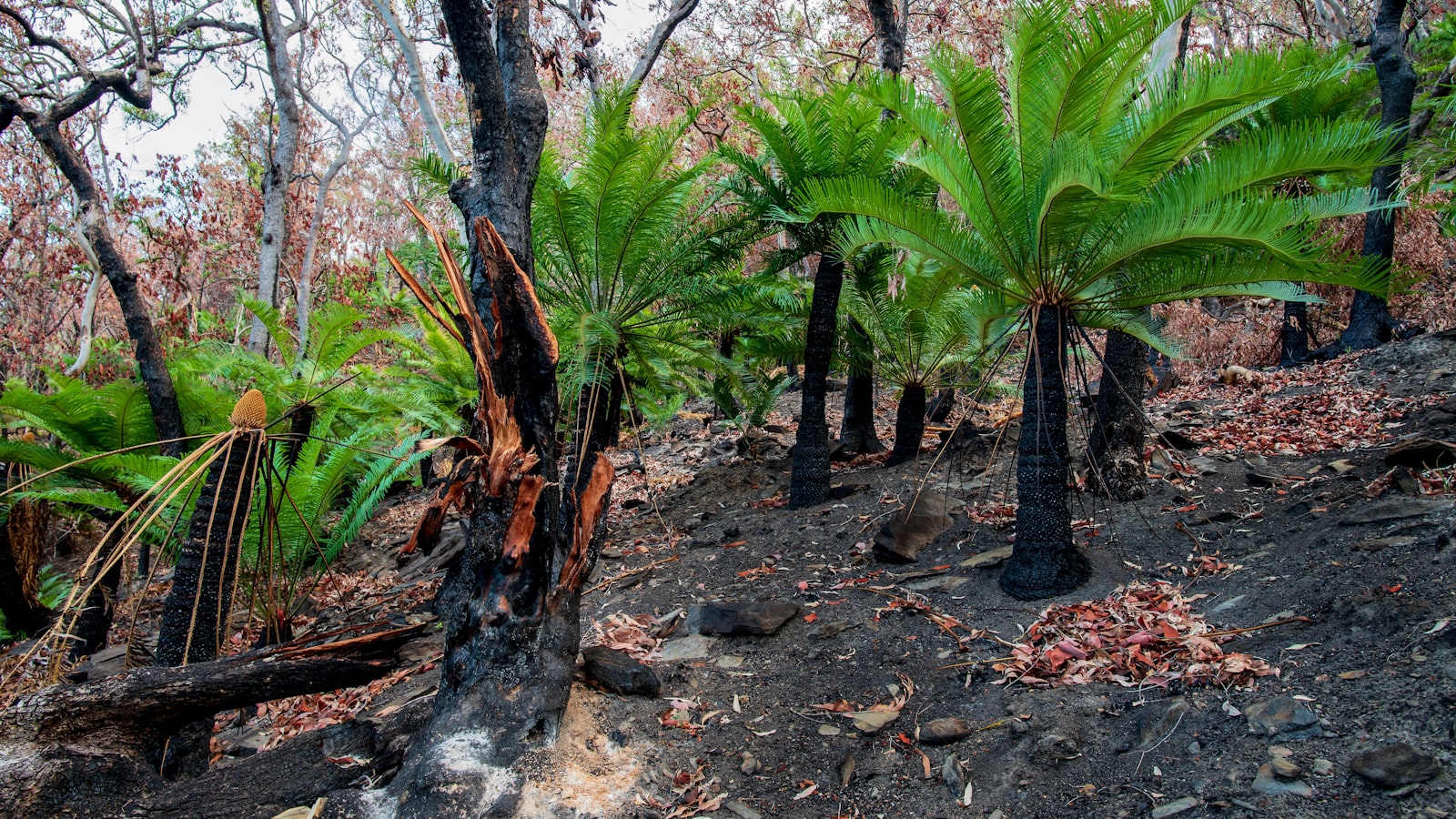 Building Resilience: Lessons from Complex PTSD Recovery - Scott Dylan